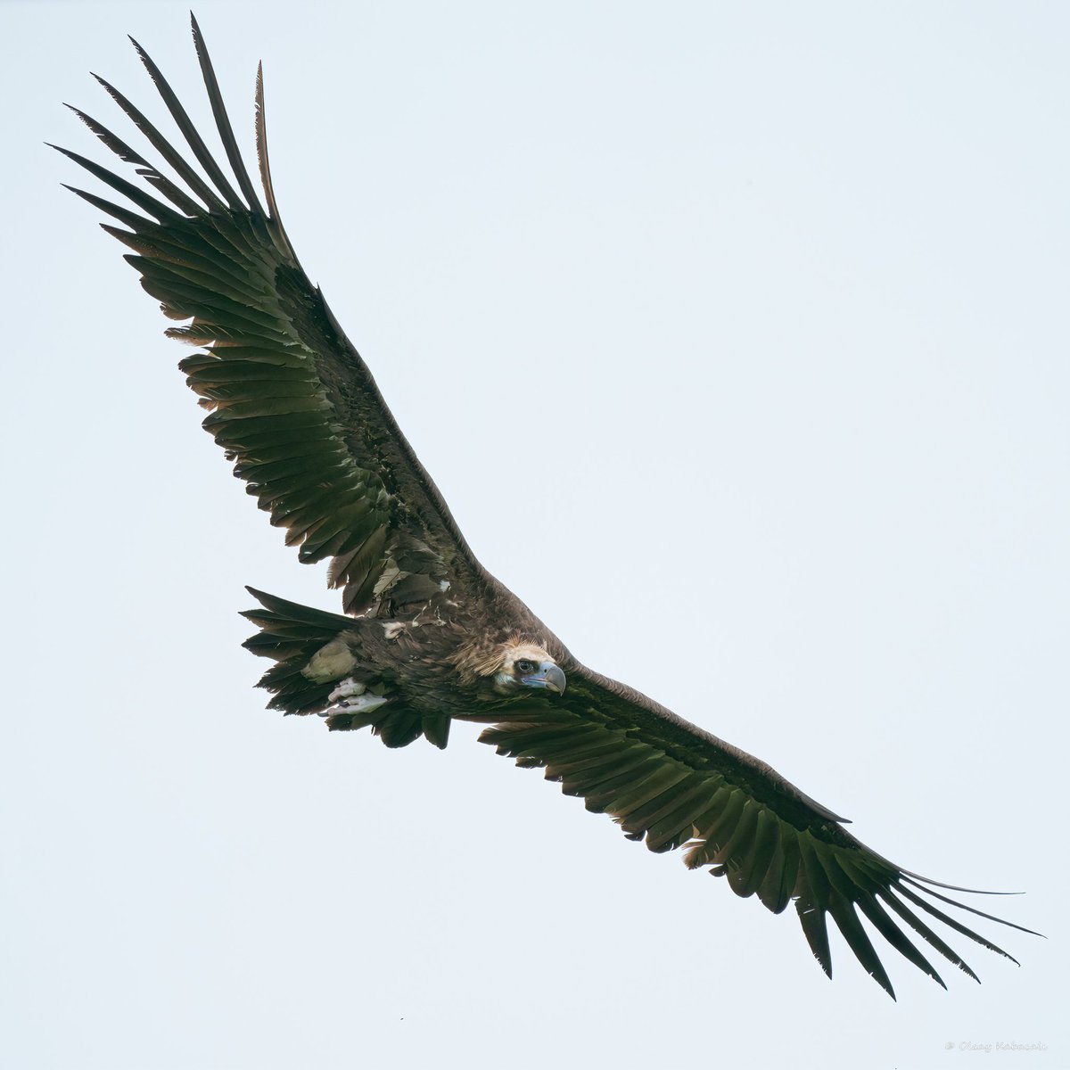 Cinereous Vulture. Largest vulture in Europe.
Kara Akbaba. Avrupanın en büyük akbabası.

#hangitür #birdphotography #wildlife