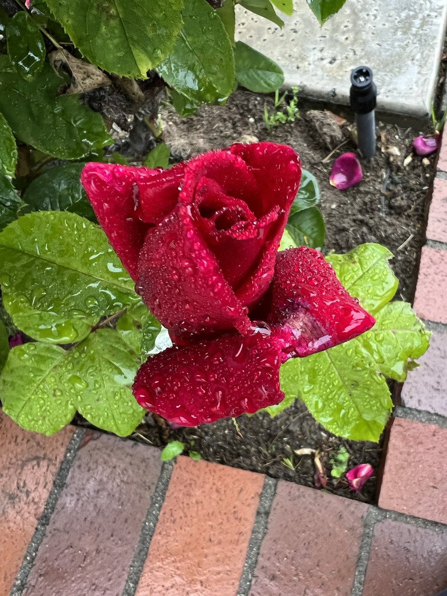 Beautiful rainy day 🍃🌹💧☔️🍃

              📸 By Me 💚