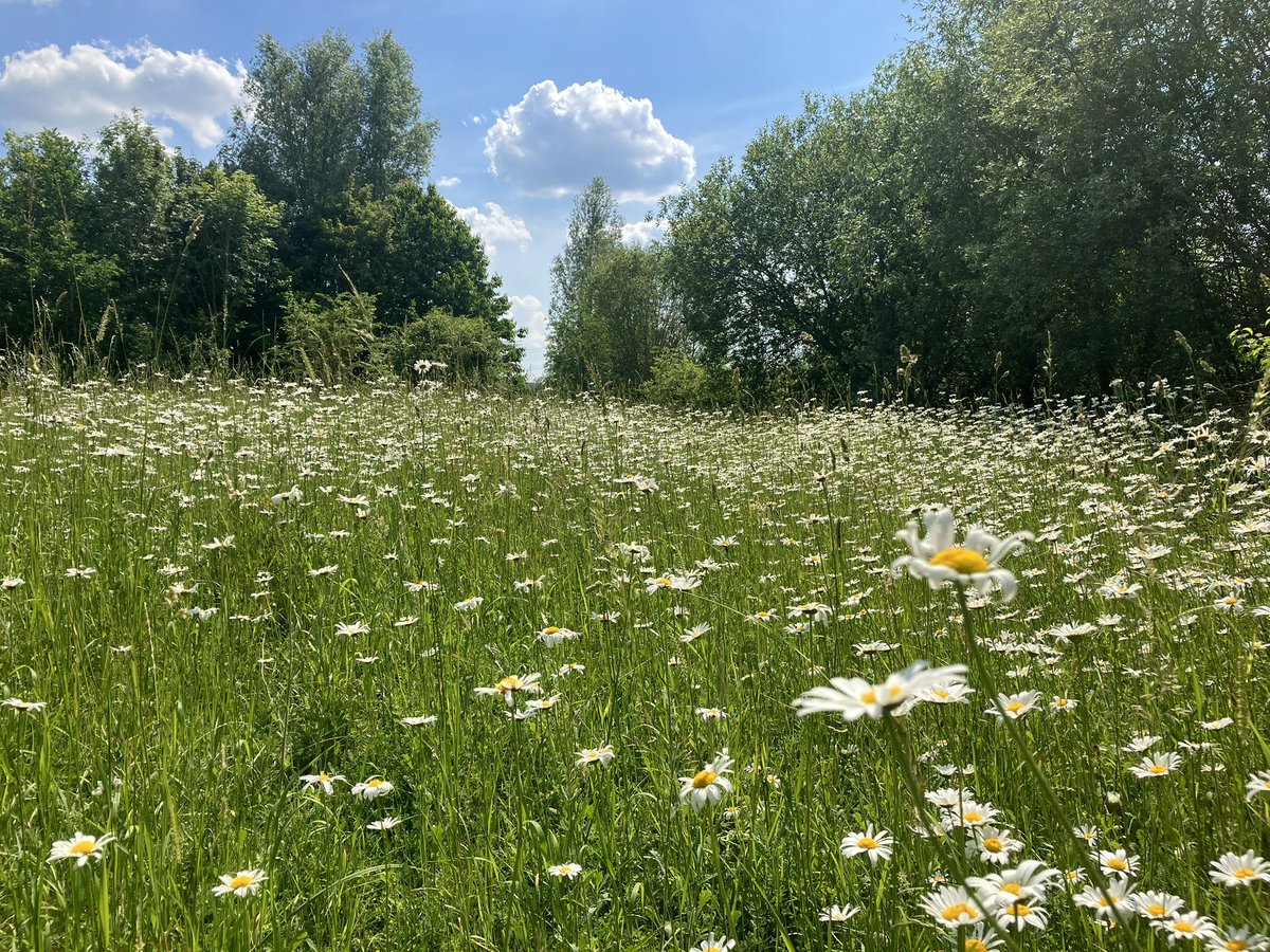 A scene full of joy. English wild flower meadows are just wonderful @forest_centre