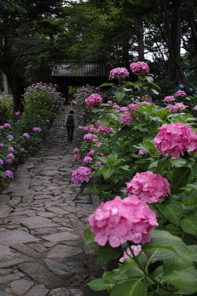 紫陽花
#hydrangea 
#temple
#japan
#aichi
#landscape 
#nature
#snap
#snapshot
#olddigitalcamera
#foveon
#sigma
#flower
#ファインダーの越しの私の世界 
#写真好きな人と繋がりたい 
#花好きな人と繋がりたい 
#キリトリセカイ