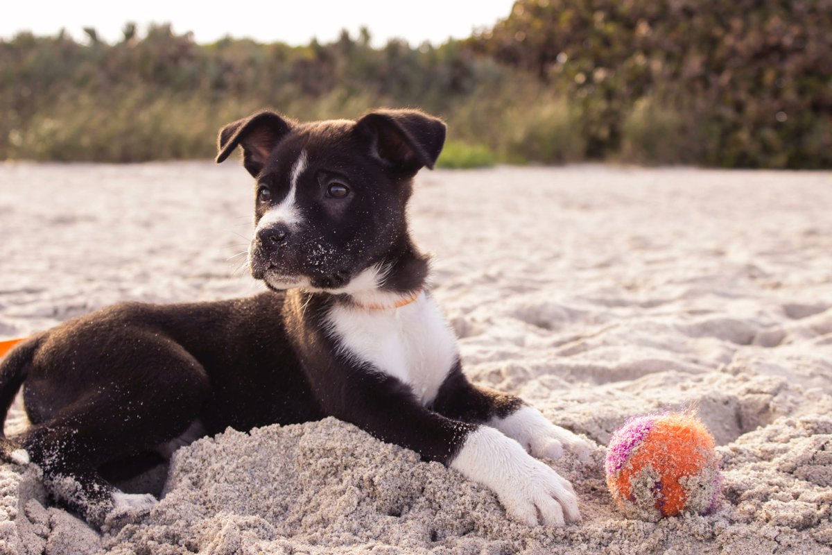 Your four-legged friend has three eyelids! The third lid is called the ‘haw’ and is responsible for keeping the eye protected and lubricated 🐶 Photo by Andrew Pons on Unsplash 🐶 
#DogsofTwitter #DogFlap #DogDoor #PetFlap #PetDoor #CatFlap