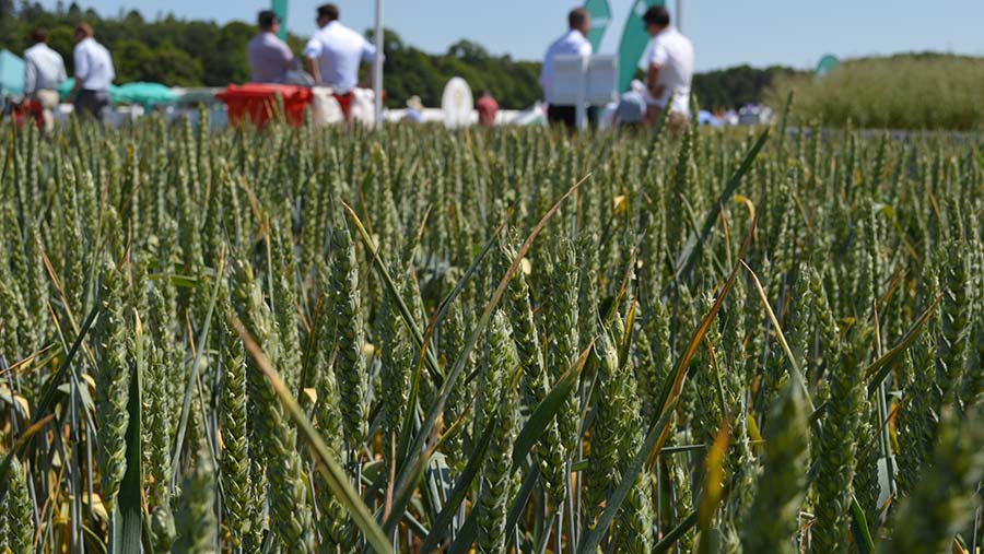 David Jones (@davidjonesfw) on Twitter photo Insecticide-free winter wheat variety is set for drilling this autumn, combining resistances to BYDV and midge
<a href="/FarmersWeekly/">Farmers Weekly</a> #Cereals2023 #Cerealsevent <a href="/ragtseedsuk/">RAGT Seeds UK</a> <a href="/niabgroup/">Niab</a> <a href="/ADASGroup/">ADAS</a> <a href="/AICC1981/">AICC-UK</a> #clubhectare <a href="/FrontierAg/">Frontier Agriculture</a> <a href="/AgriiUK/">Agrii</a> @WynnstayAgri
fwi.co.uk/arable/variety… Insecticide-free winter wheat variety is set for drilling this autumn, combining resistances to BYDV and midge
<a href="/FarmersWeekly/">Farmers Weekly</a> #Cereals2023 #Cerealsevent <a href="/ragtseedsuk/">RAGT Seeds UK</a> <a href="/niabgroup/">Niab</a> <a href="/ADASGroup/">ADAS</a> <a href="/AICC1981/">AICC-UK</a> #clubhectare <a href="/FrontierAg/">Frontier Agriculture</a> <a href="/AgriiUK/">Agrii</a> @WynnstayAgri
fwi.co.uk/arable/variety…