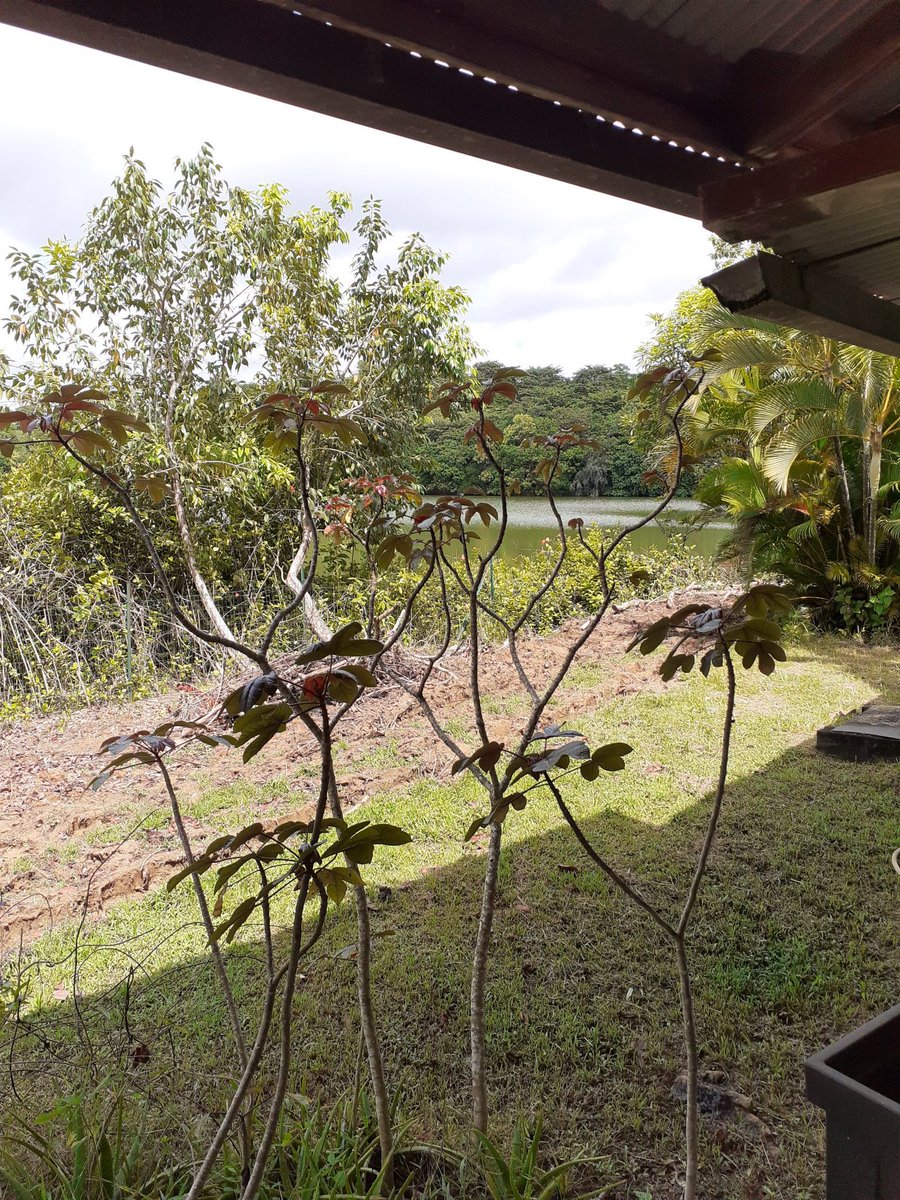 @liline44000 En Guyane, une vue de ma terrasse.