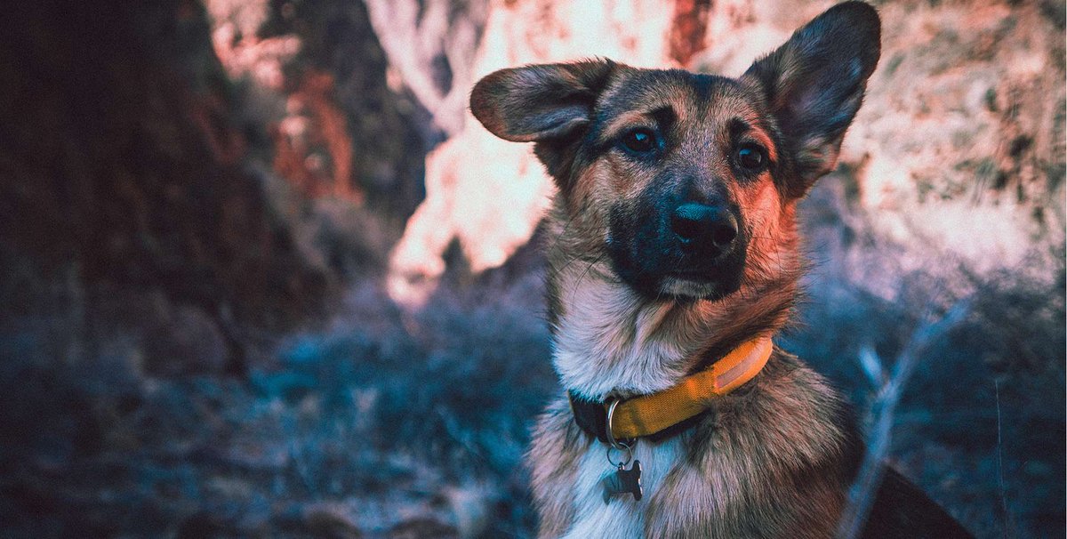 5 Things to Look For When Hiring A Professional Dog Trainer dlvr.it/Sqk3wQ