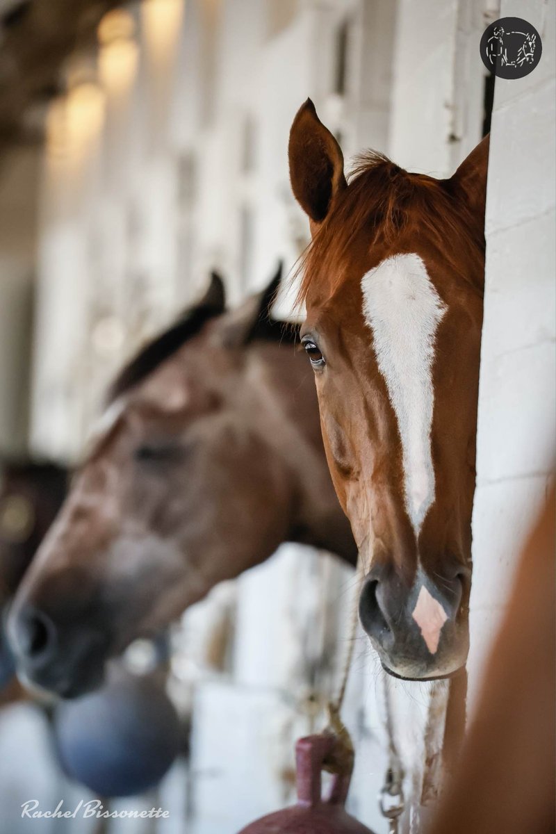 WeAreTeamLovell's tweet photo. You'll get more than just a peek at #JustMight on Sunday. He's entered in the #MightyBeau S. at #EllisPark--It'll be his 1st start at the track.
π·: #RachelBissonettePhotography for #AllAboutTheRace
#WeAreTeamLovell #TeamLovell #GriffonFarms #ColbyHernandez #AllAboutTheRace https://t.co/Jp8n4eCLvn