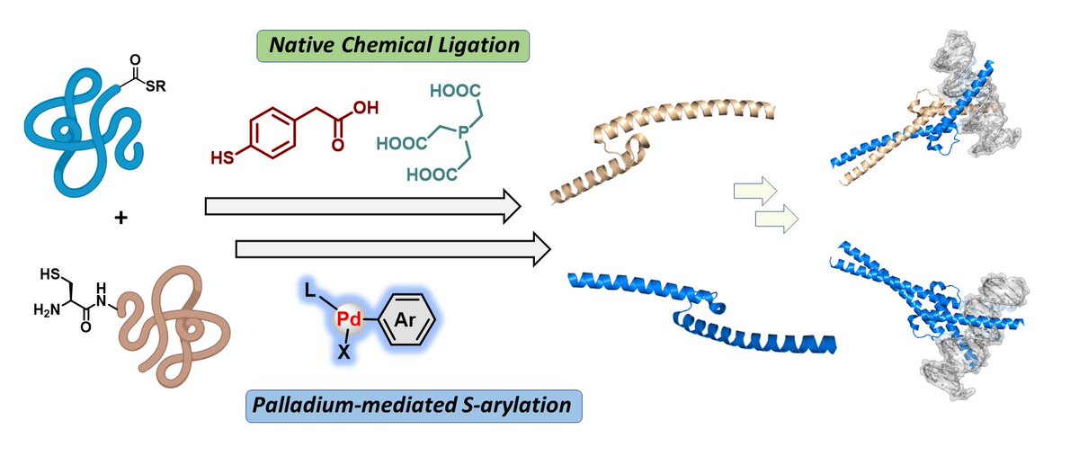 Enabling Peptide Ligation at Aromatic Junctions via Native Chemical Ligation and Palladium-Mediated S‑Arylation
pubs.acs.org/doi/10.1021/ac…