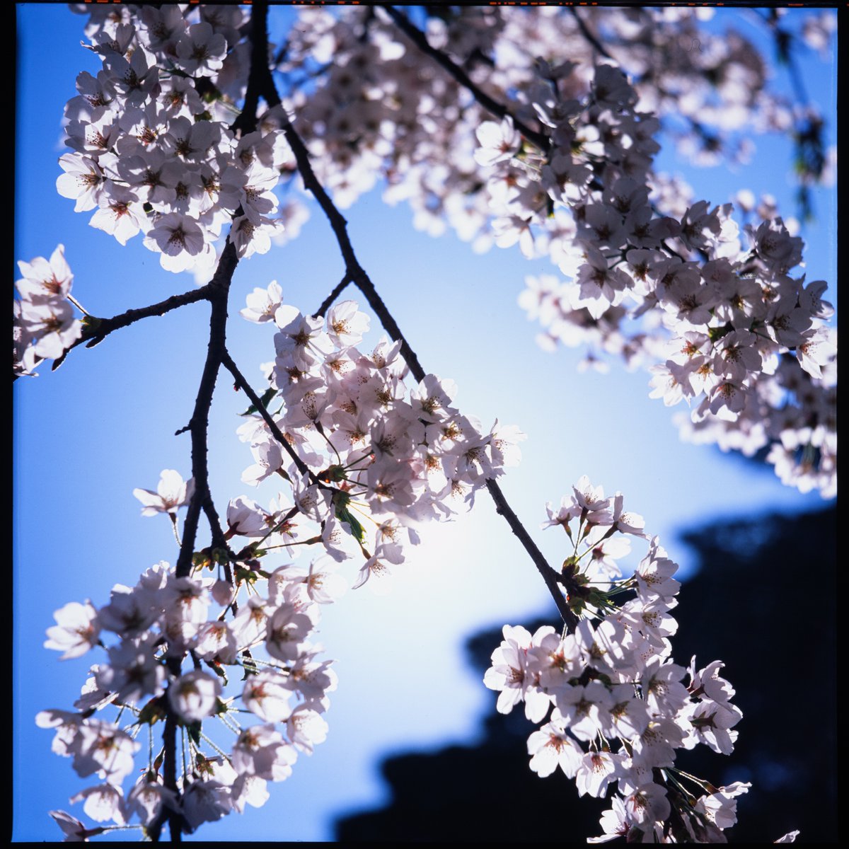 4月の桜が返ってきた。

PRIMOFLEX + Velvia50
