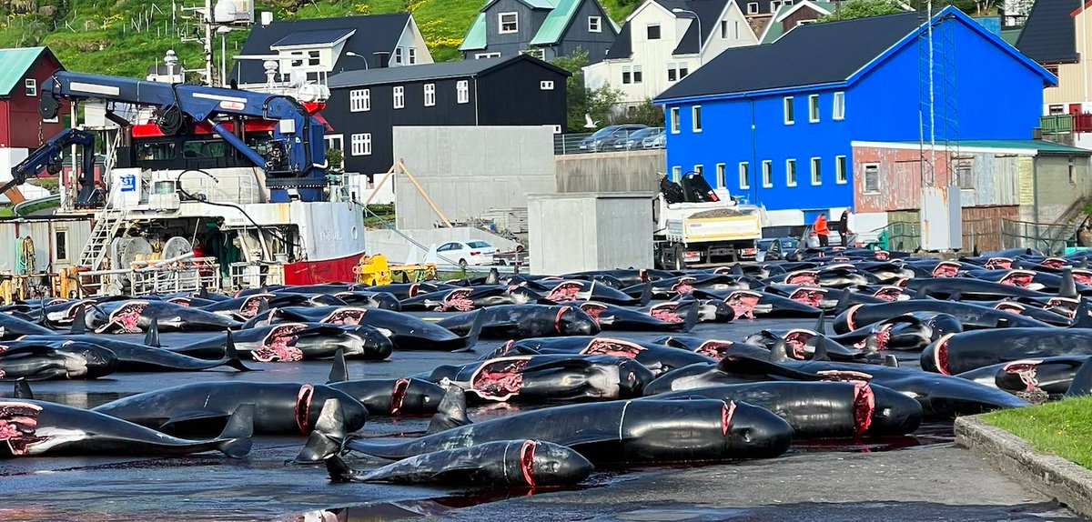 A horrific day even by Faroe Islands standards. Two separate hunts (grindadráp) took place yesterday with 266 and then 180 pilot whales barbarically slaughtered. Read more here facebook.com/BluePlanetSoc/…