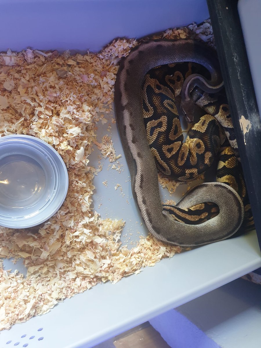 BrianChamier's tweet image. multiple locks witnessed in both breeding project (the clown project and the axanthic genetic stripe project). It going to be a good first season. . . . . . . . . . . #ballpythonmorphs #ballpythoncommunity #ballpythonsofinstagram #ballpythonbreeder #ballpython #snake #reptiles