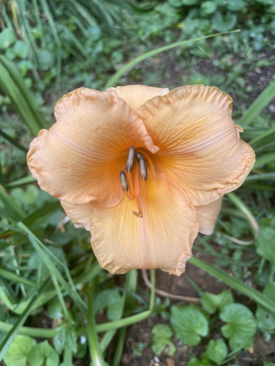 Ginalilvol's tweet photo. Morning beauties 😊🧡 https://t.co/6Csb6JRFKU
