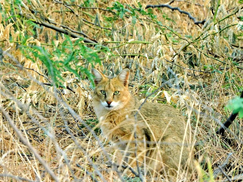 _Maanyaa's tweet photo. Grasslands|Pastoralism|Wildlife https://t.co/PtxiVUb1mI