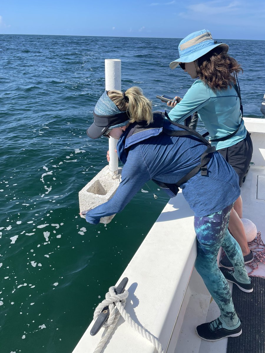 Alharborne's tweet image. Having pulled all the concrete out of the Upper Keys it’s all going back underwater in the Middle Keys to set up the new acoustic array… #trackingnotslacking
@FIU_FISHSCAPE @MarineBioMeg @Dr_Yannis @FIUMarineBio @FIUCASE @FIUEnvironment @MarineLabKL @FACT_Network