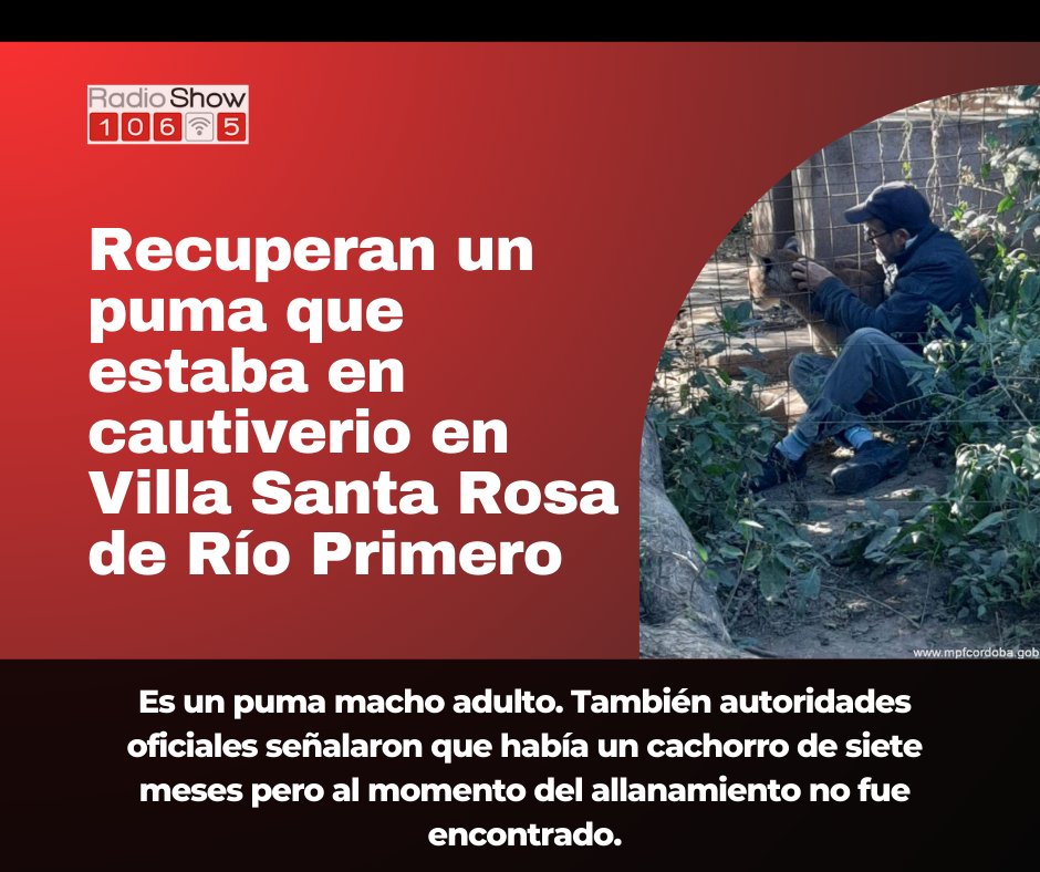 RadioShow1065's tweet photo. Es un puma macho adulto. También autoridades oficiales señalaron que había un cachorro de siete meses pero al momento del allanamiento no fue encontrado.
Más info: https://t.co/sIvYmQEz6R https://t.co/9g0w822gvU