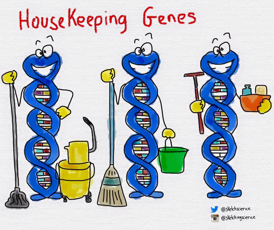 GenScript's tweet image. Are your genes keeping house?🤔😏

Find out how we can make your gene synthesis much easier! 😉 genscript.com/gene_synthesis…

Image by Sketching-Science

#genesynthesis #geneengineering #geneediting #lifesciences