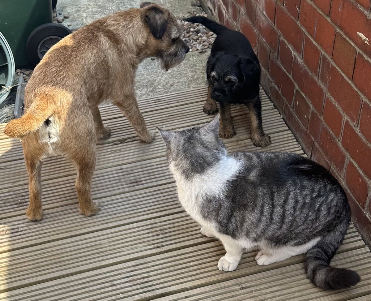 Right boys, the first agenda item is how to get more treats from mum 😬 #BTPosse #RileyFam #Riley #Nedders #Rooster #FamilyMeeting