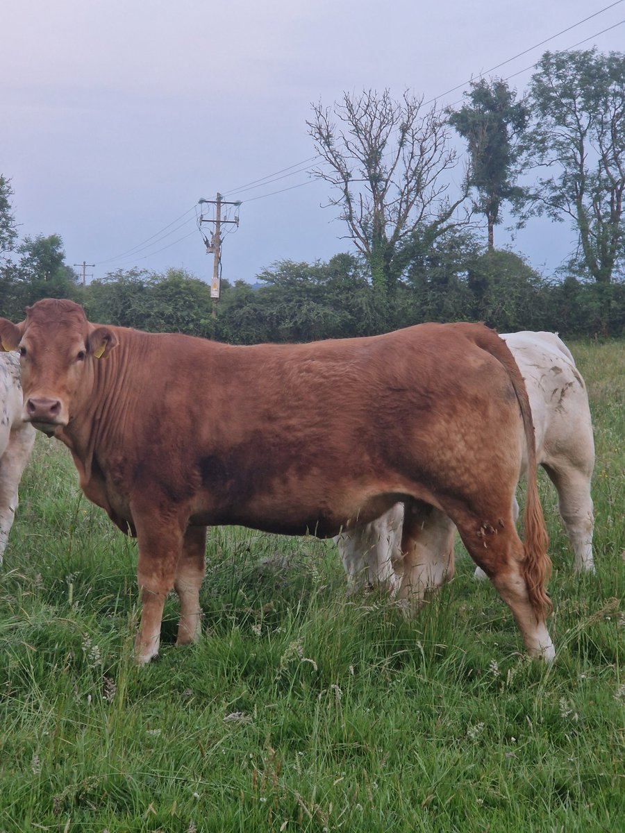 Lexicon x sympa, settled in calf to ampertaine metric #youngfarmer #uptherossies #westofireland #sucklers #purebred #lovelylims #poser #summer23 #Firsttimemom