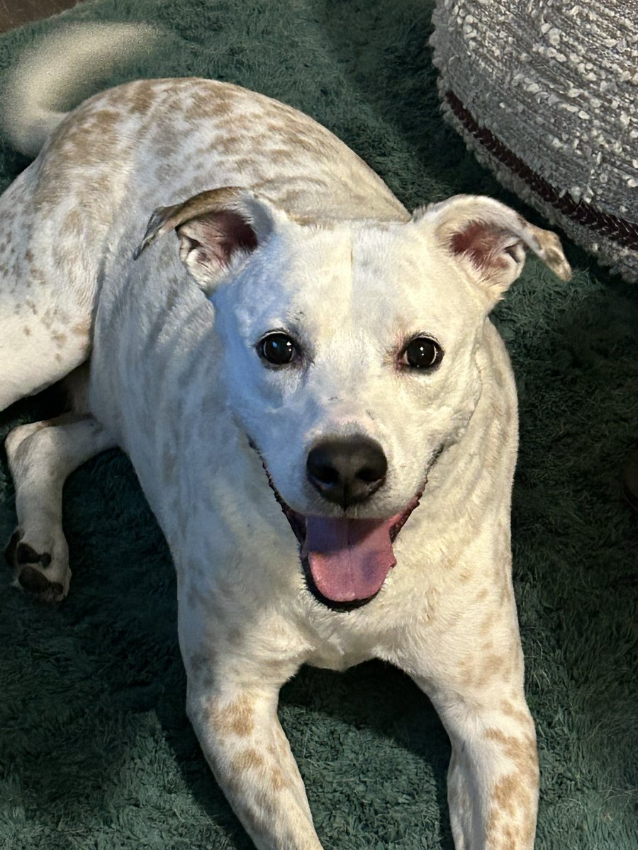 Happy birthday to my souldog, Doc Holliday. He’s 9 years old today!