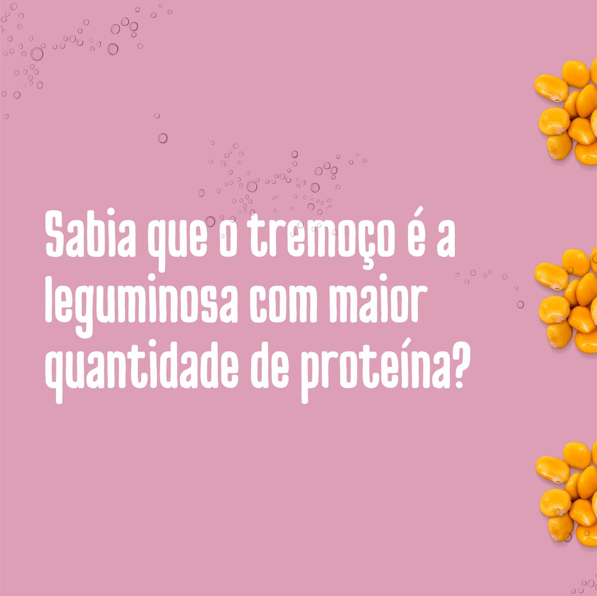 SNS_Portugal's tweet photo. Sabia que o tremoço faz parte do grupo alimentar das leguminosas? E que é a leguminosa com maior quantidade de proteína? É um alimento com poucas calorias e altamente saciante graças ao seu elevado conteúdo em proteínas e fibras. #Saúde #SNS #Leguminosa #Tremoço @DGSaude https://t.co/PtgKy9fwNW