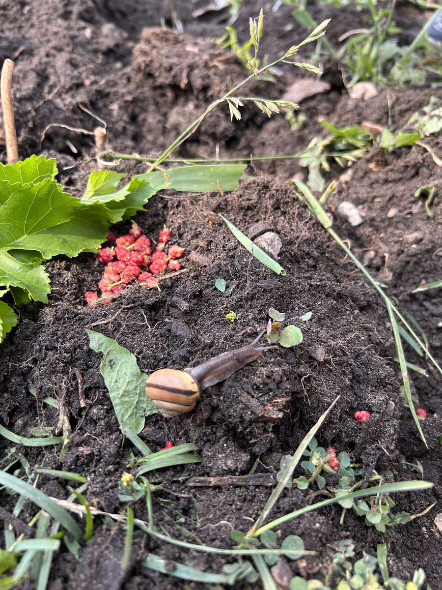 Pickersgill JK/SK tweet media