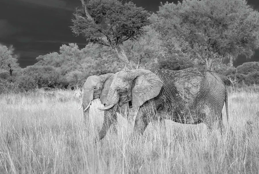 Two Elephants BW! buff.ly/43tq5Ms #elephants #blackandwhitephotography #wildlife #wildlifephotography #pair #duo #two #animals #animalphotography #travelphotography #giftideas @joancarroll