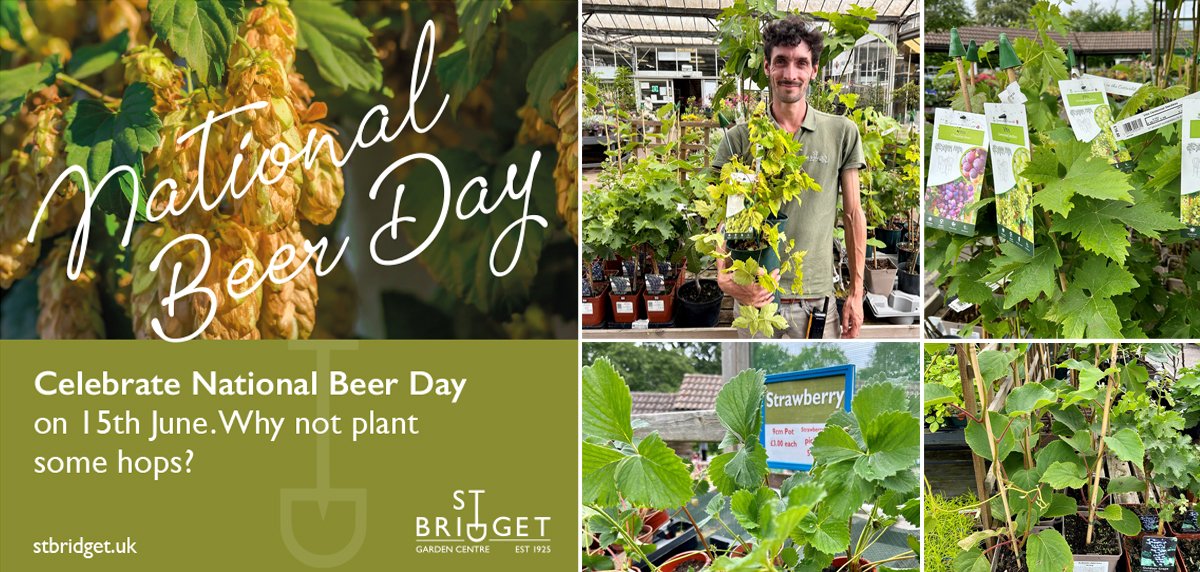 StBridgetExeter's tweet photo. 🍺 #NationalBeerDay 🍺
Fancy growing your own home brew?

We’ve got some lovely golden hop plants in stock today.
Or if wine is more your tipple, we’ve got grape vines too! 
Come and see our collection of climbing plants and fruit vines this week.

#growyourownbeer https://t.co/T79LeUyJoD