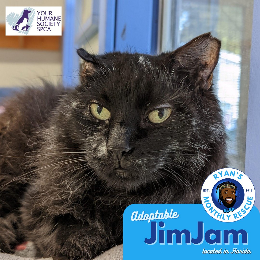 Ryan Animal Rescue Foundation (@rarf_official) on Twitter photo Don't let her #GrumpyCat expression fool you, JimJam is as sweet as 🥧
👉🏾❤️'s Sitting in your lap for pets!
👉🏾Indifferent with 🐱
👉🏾Interested in 🐶! 👀
#Adopt JimJam in ☀️FL today! She's waiting for YOU <a href="/YOURHSSPCA/">YOURHSSPCA</a>
#rmr #teamrarf <a href="/RealLoganRyan/">Logan Ryan</a> Don't let her #GrumpyCat expression fool you, JimJam is as sweet as 🥧
👉🏾❤️'s Sitting in your lap for pets!
👉🏾Indifferent with 🐱
👉🏾Interested in 🐶! 👀
#Adopt JimJam in ☀️FL today! She's waiting for YOU <a href="/YOURHSSPCA/">YOURHSSPCA</a>
#rmr #teamrarf <a href="/RealLoganRyan/">Logan Ryan</a>