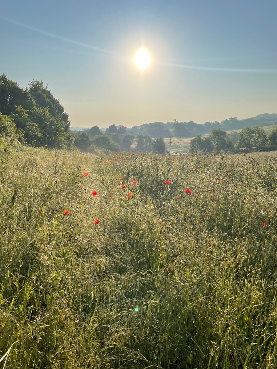 Honeypot Cottages tweet media