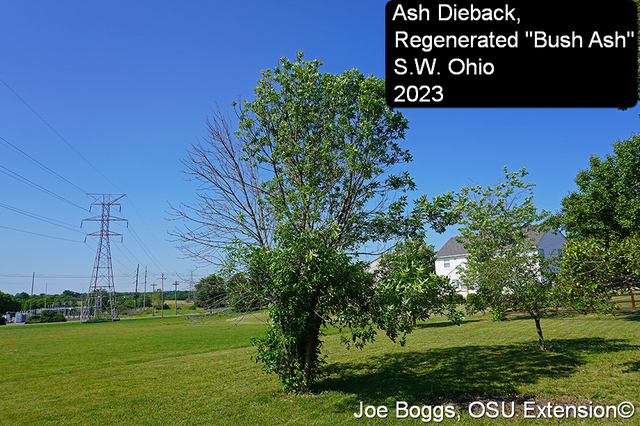 Is Emerald Ash Borer on the Rebound in Ohio?
"Over the past few years, EAB has experienced a reversal of fortune. This became evident last year with multi-stemmed ash in the southwest part of the state beginning to show loss of some stems from EAB. "
buff.ly/3NvuHvR