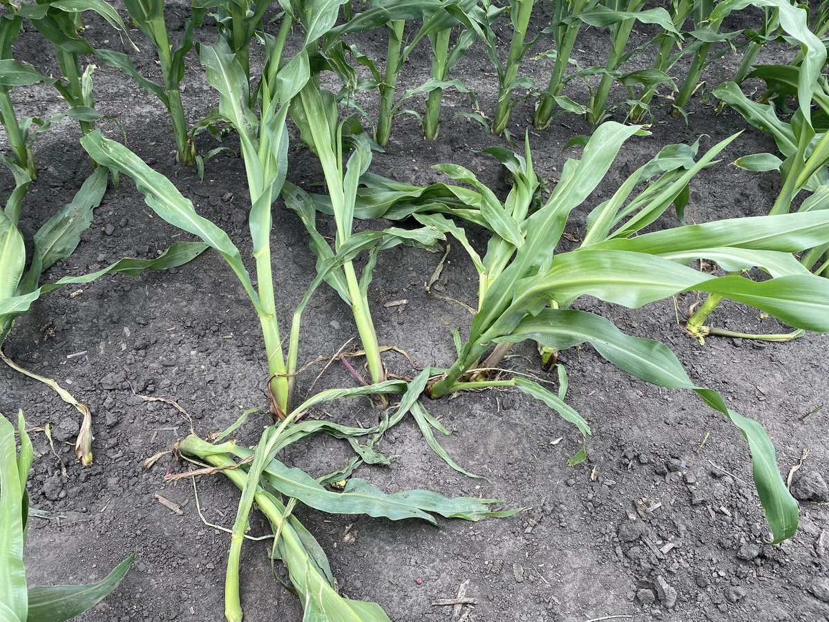 Nate Pech tweet media