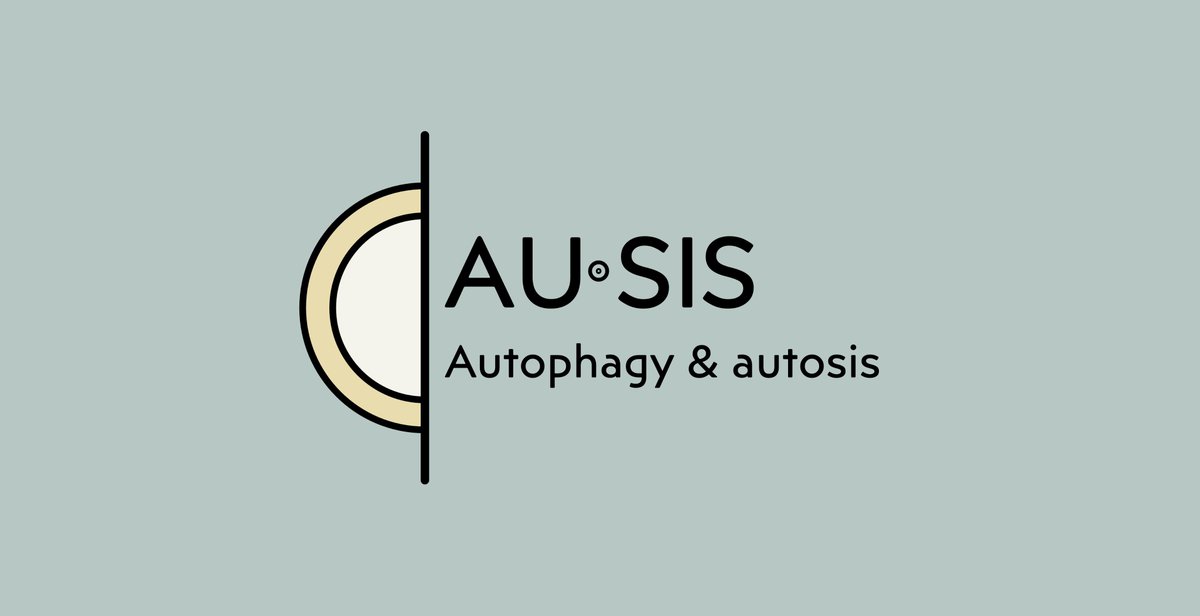 AUSISgroup's tweet image. Time to launch the Twitter account of the AU·SIS research group!
We are focused on expanding our knowledge on #autophagy and, specifically, autosis (a unique type of autophagic cell death dependent on the Na+,K+-ATPase pump) in life & disease.
So yes, we love autophagosomes! ⭕️