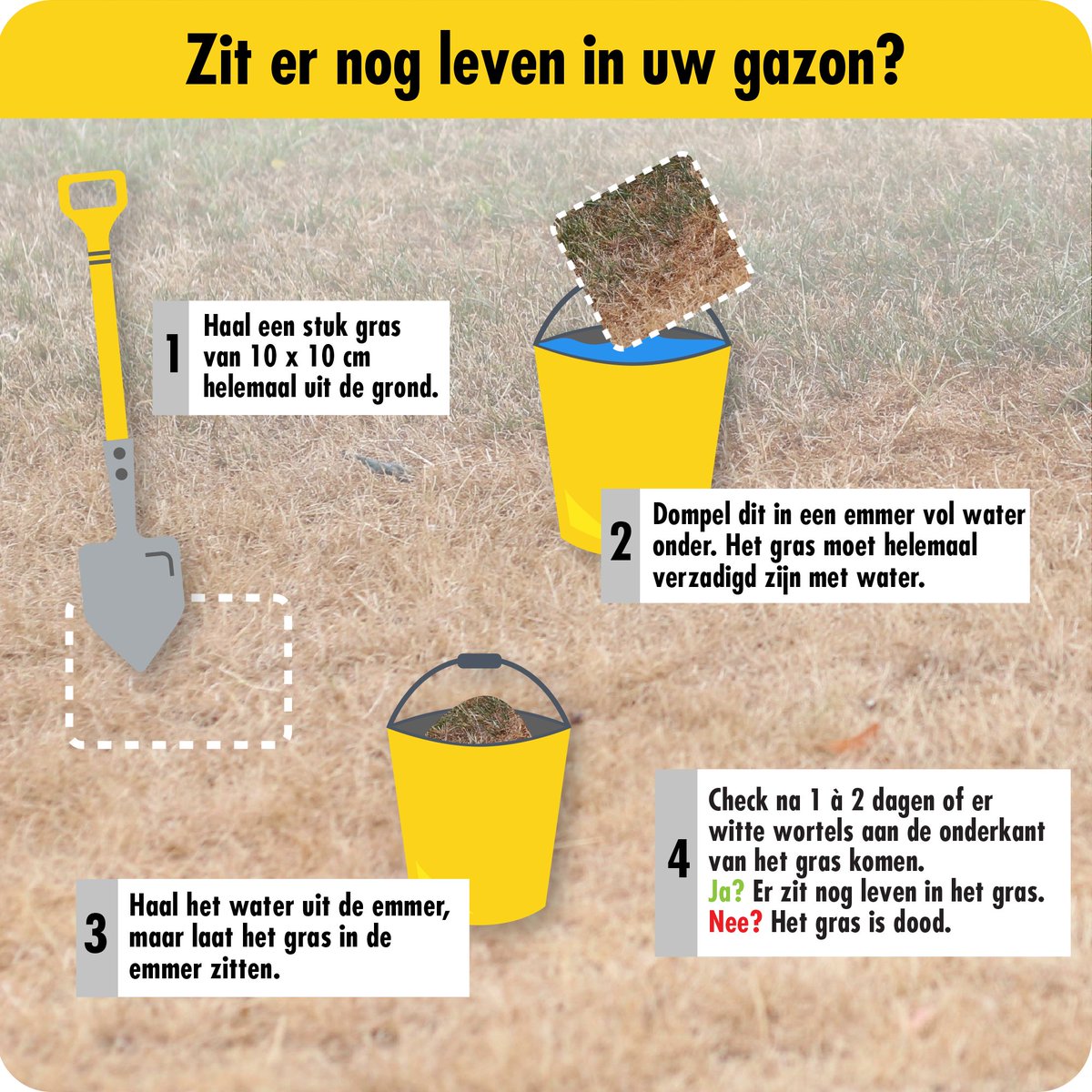 Droogteschade! Gras verkleurde van groen naar geel en van geel naar bruin. Zit er nog leven in jouw grasmat? Wat moet je doen om weer een mooie groene grasmat te krijgen en wat zijn de gevaren die op de loer liggen? barenbrug.nl/droogteschade
#gras #gazon #sportveld #droogte
