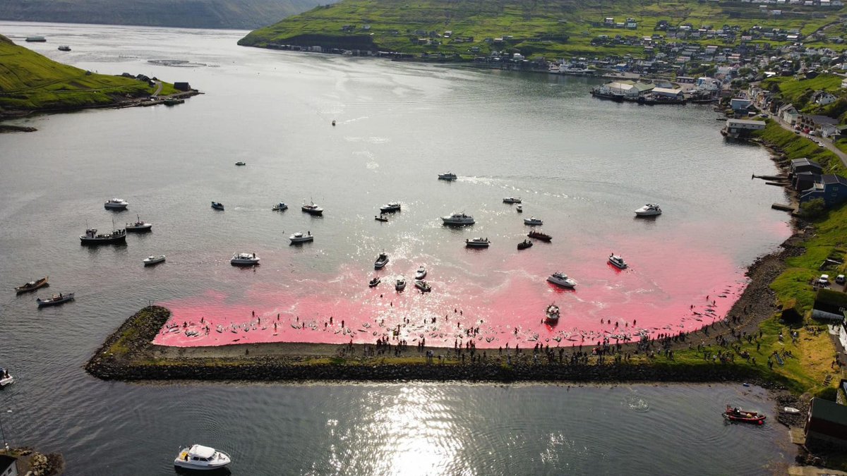 NeptunesPirates's tweet photo. 14th June 2023, there were 2 horrific grindadrap hunts on the Faroe Islands with:
269 long finned pilot whales killed at Vestmanna
178 long finned pilot whales killed at Leynar.
These were the 4th and 5th grindadrap hunts already in 2023 which have claimed 570 lives #StopTheGrind https://t.co/MqPXmyf9Rs