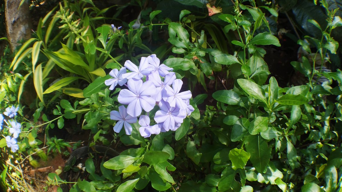 BuddhikaBMS's tweet photo. @BearDublin We have flowers like that in your house https://t.co/LsEYsNhO6t