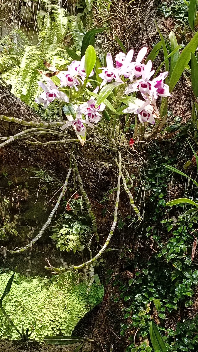 En las alturas, Dendrobium nobile var. cooksoniae

#Orquidario #Estepona #orquídeas #orchids #VisitaElOrquidariodeEstepona