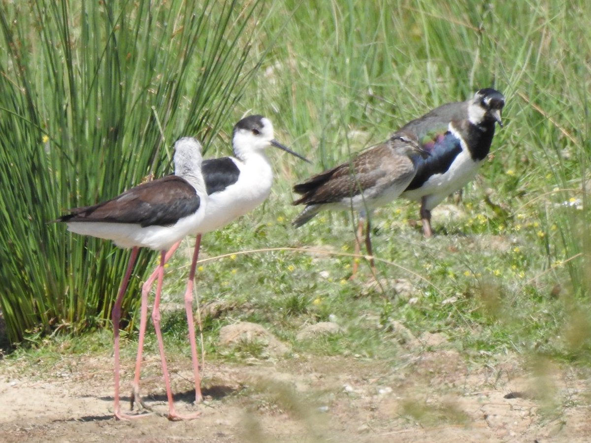 StonesGary's tweet photo. @Barnsleybsg Adwick Washlands update. Black Winged Stilt 2 still on top East pool. https://t.co/f1TOMIJrdx