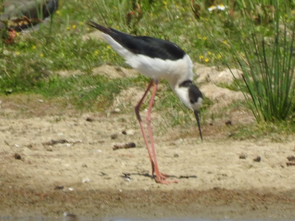 StonesGary's tweet photo. @Barnsleybsg Adwick Washlands update. Black Winged Stilt 2 still on top East pool. https://t.co/f1TOMIJrdx