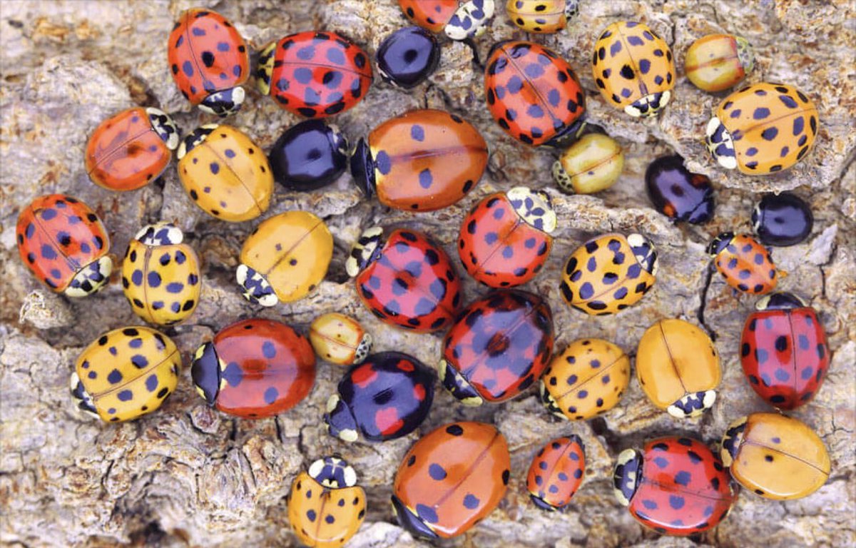 Ladybugs cute 🥰