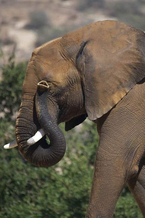 ♥️Every day is my 
🐘 #WorldElephantDay 
🐘 #2023YearOfTheElephant
🐘 #ElephantTwitter
🌍 #LetAfricaLive 🐘

📸 unknown photographer