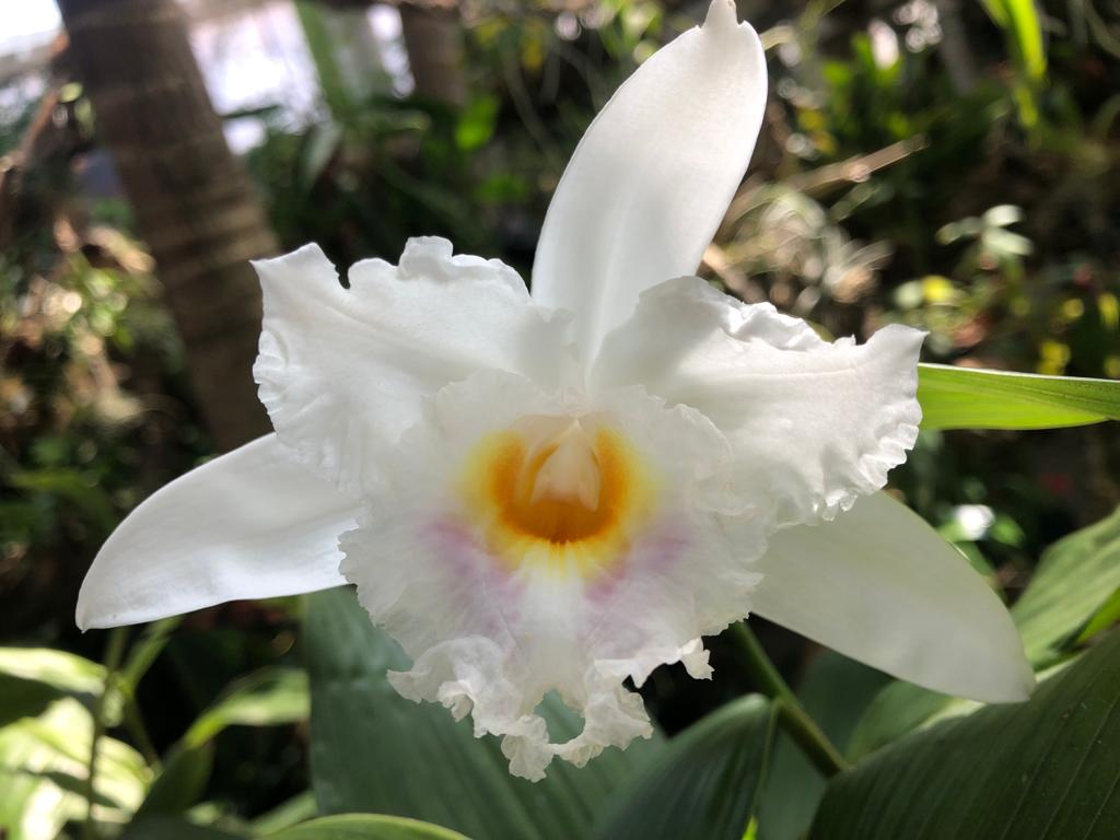 Sobralia gentryi ha florecido en el Orquidario

❕Su floración solo dura un día, solo podrás verla hoy  en el Orquidario

#Orquidario #Estepona #orquídeas #orchids #VisitaElOrquidariodeEstepona