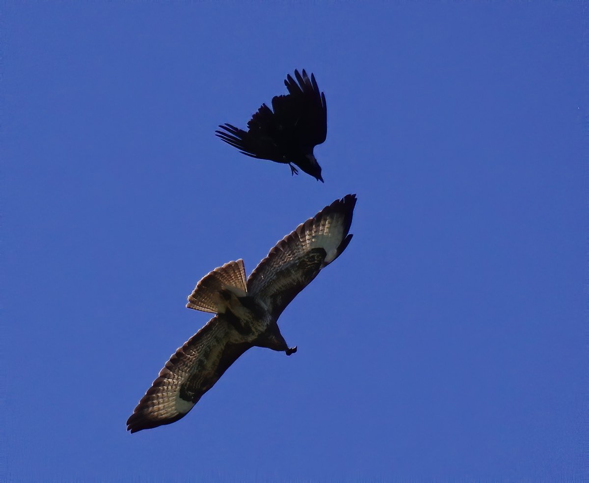 A crow attacking a buzzard that has a chick in its beak, seen Jun 14th near Newton Abbott.   #stovercountrypark #bbcspringwatch #chrispackham #crow #buzzard