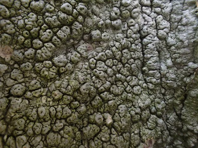 jallinson's tweet photo. 11b June 2023: #OpenFarmSunday at Cappleside Farm, #Rathmell N Yorks SD75 Pertusaria pertusa on beech & possible Chaenotheca ferruginea on Oak - #30DaysWild @blslichens @ynuorg Plus nice view of SD86 NW from the farm
Read more at https://t.co/vDsrDWFXEL https://t.co/FWyupZtWVk