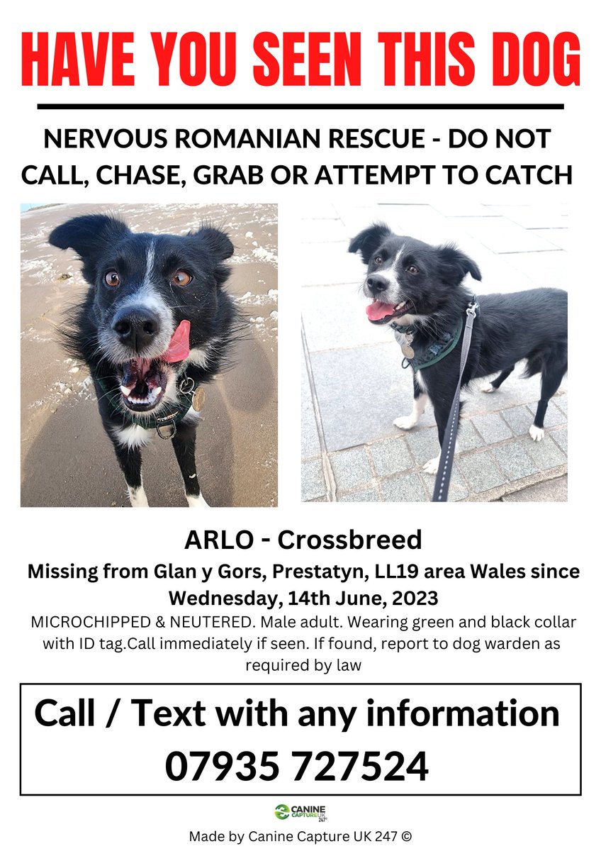 SIGHTINGS ONLY - NERVOUS ROMANIAN RESCUE - DO NOT CALL, CHASE, GRAB OR ATTEMPT TO CATCH
#ARLO IS #MISSING from Glan y Gors, #Prestatyn, #LL19 area, #Denbighshire, Wales since Wednesday, 14th June, 2023 

facebook.com/groups/6863458…