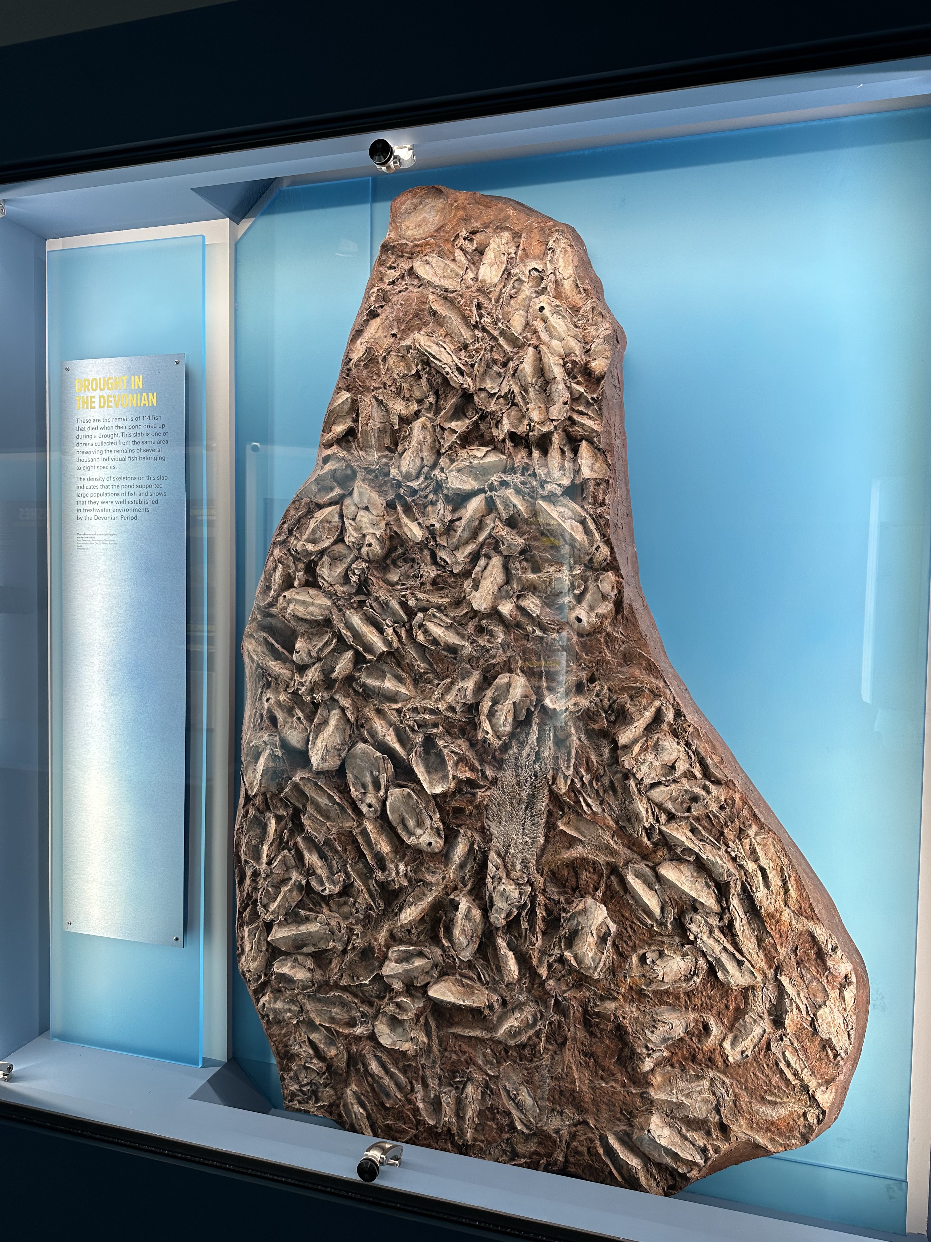 謎の化石(リツイテスと思われる) 謎の化石(リツイテスと思われる) 謎の化石(リツイテスと思われる)