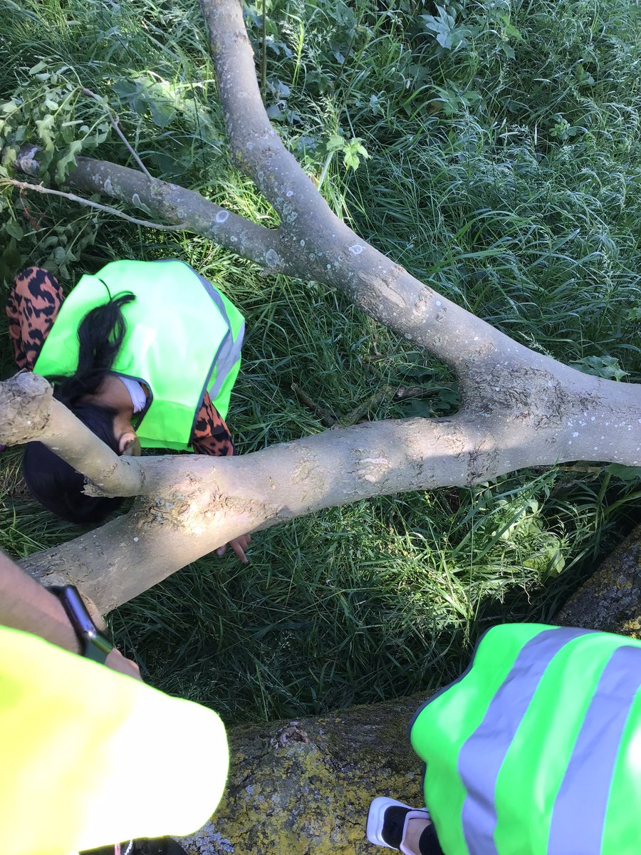 Year 4 had a morning full of adventure at The Brighouse! They visited a farm and saw calves and cows! They then went on a walk full of obstacles and fallen trees! #article3