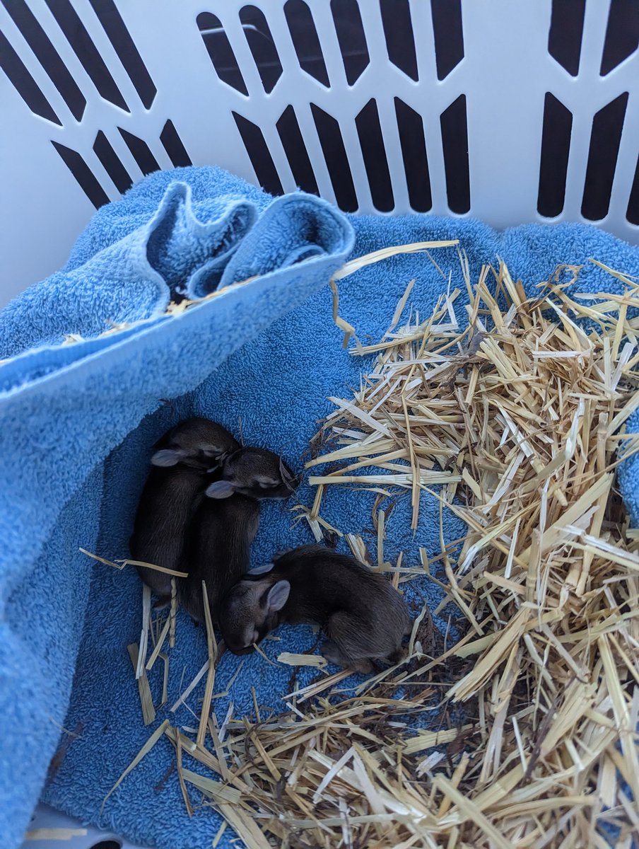 Pepper found a bunny nest a couple of days ago. Yesterday they were attacked by some kind of predator, thankfully 3 survived and we were able to transport them to @salthaven_org where they also have a new little sibling.