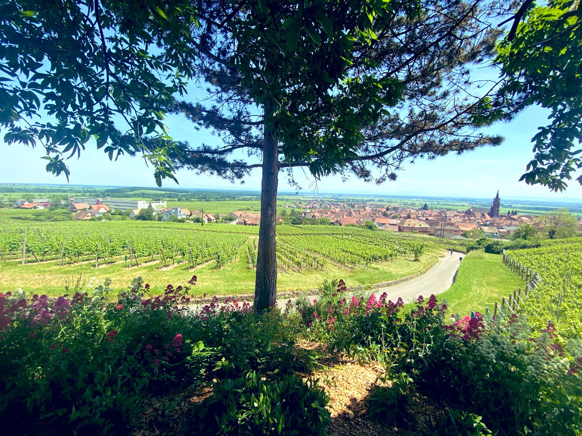 JuleClaudia's tweet photo. 😍 Belle journée à Dambach #Dambach #Alsace ☀️ https://t.co/TePozz5D18
