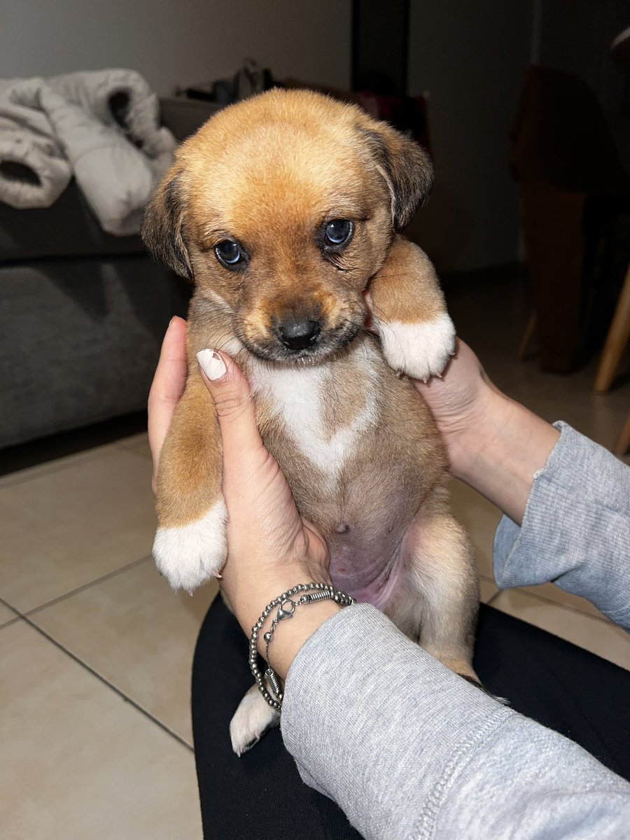 AstridMattey's tweet photo. Esta gordita esta en busca de un hogar que le den muuuucho amor💘💘💘 @VivireNuevaCba @VivirEnNuevaCba https://t.co/9qgnZtufPW