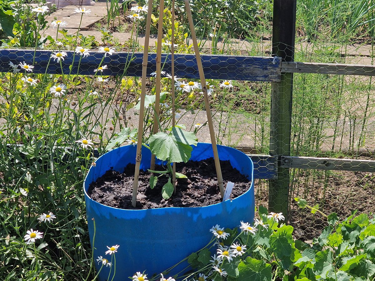 OurAllotment's tweet photo. Trying for vertical courgettes down #OurAllotment https://t.co/mvcGv5OrSm