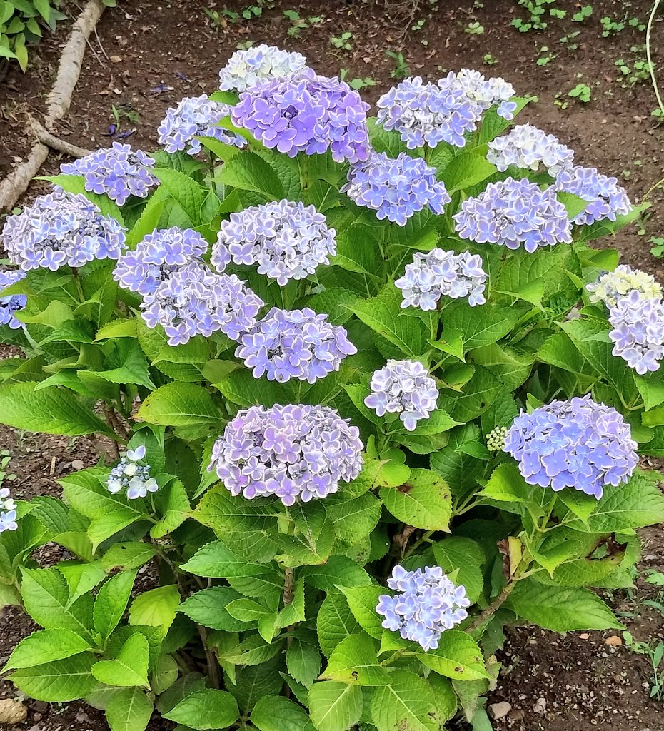 珍しい紫陽花😊