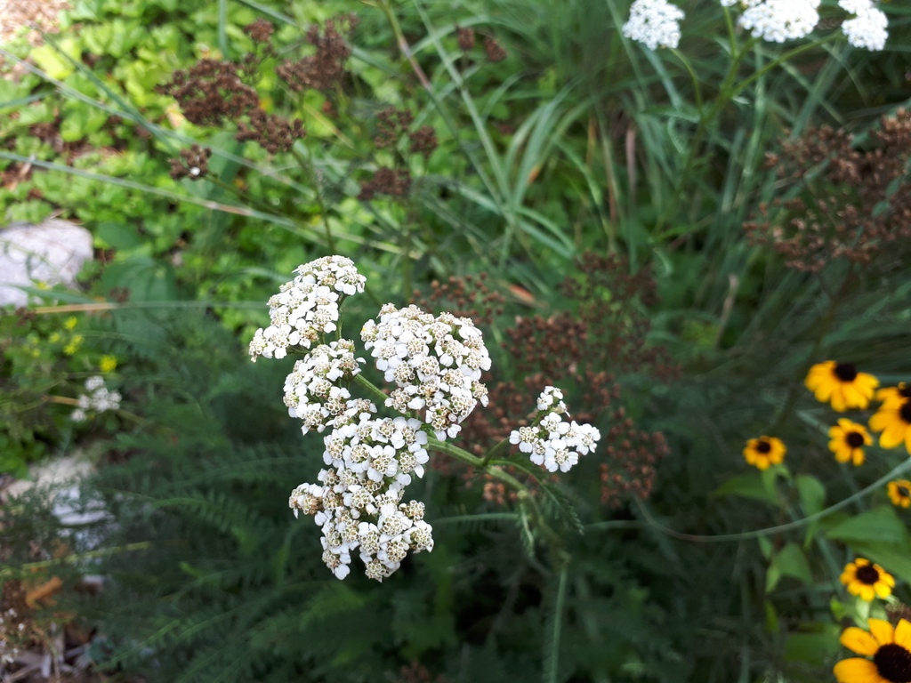 ptbogreenup's tweet image. It's #PlantOfTheWeek time from Ecology Park Nursery!

I am Common Yarrow.

I'm a native, perennial wildflower. I prefer full-sun to part-shade. I grow up to 2-3 ft tall. I have white flowers that bloom from June-Sept + fern-like foliage.

greenup.on.ca/ecology-park/n…